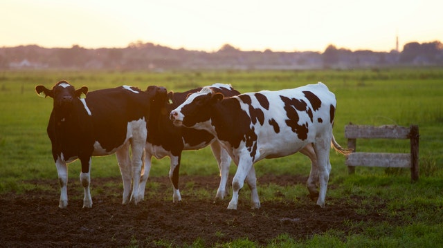 INFOGRÁFICO | Confira 5 dicas para aumentar a produtividade em uma fazenda de gado leiteiro
