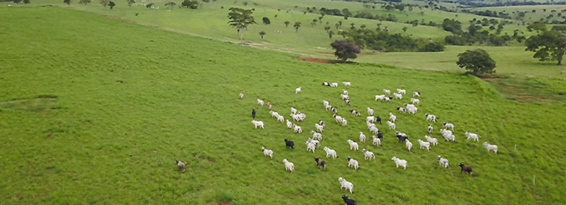 Criação de Pasto