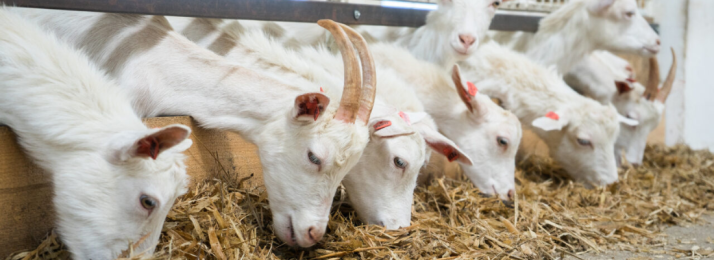 Cabras no Brasil: Uma Atividade em Crescimento com Grande Potencial