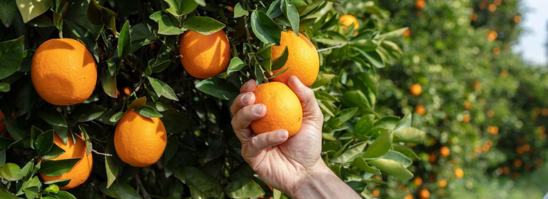 Laranja Brasileira: Um Gigante Cítrico que Domina o Mundo com Sabor, Sustentabilidade e Tecnologia