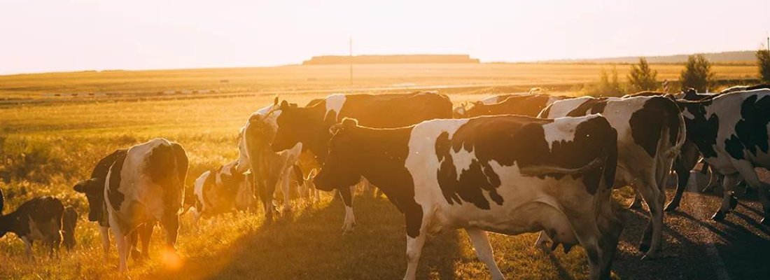 Inseminação Artificial em Bovinos no Brasil: Uma Jornada para o Sucesso da Pecuária