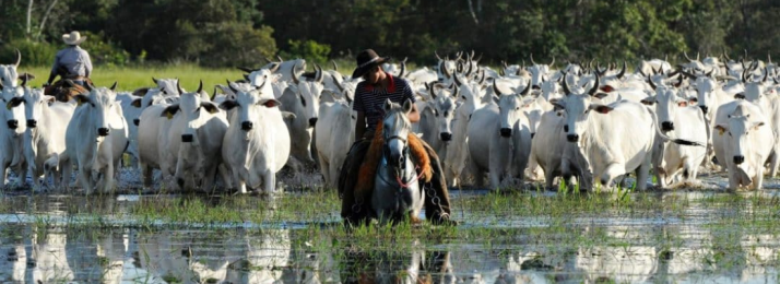 Pecuária no Sul do Brasil: Uma Tradição em Sintonia com o Futuro