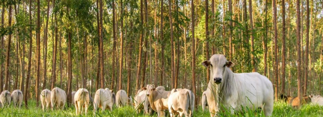 Cultivando o Futuro: Tecnologias para o Aproveitamento Sustentável da Terra sem Desmatamento