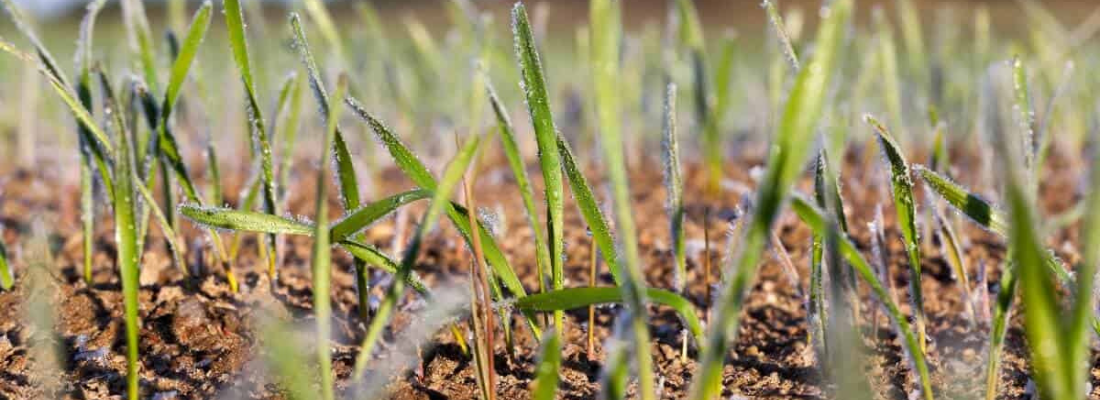 Plantando com inteligência: Protegendo sua lavoura do frio no inverno