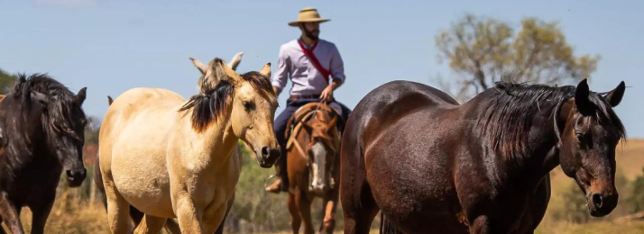 Cuidando da Saúde do Seu Equino: A Pele como Indicador