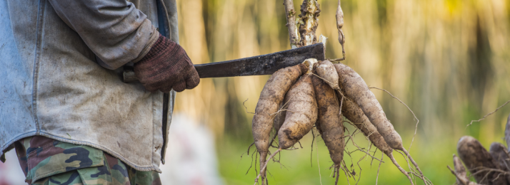 A Mandioca no MA: Um Patrimônio Alimentar e Econômico