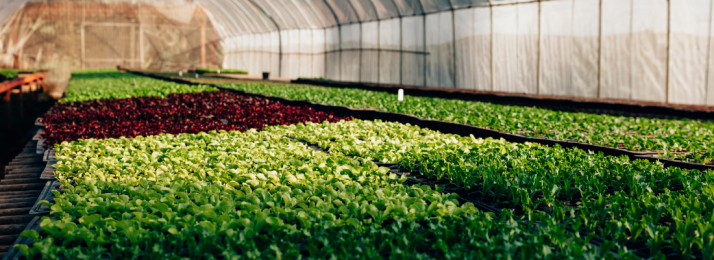 Hidroponia: Uma Revolução no Cultivo para Regiões Desafiadoras