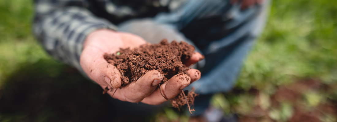 A Chave para Plantas Fortes e Resistentes à Seca