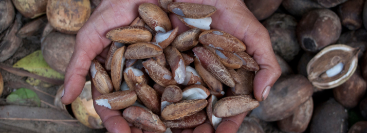 O Cultivo de Babaçu no Maranhão: Um Segredo do Agro com Grande Potencial