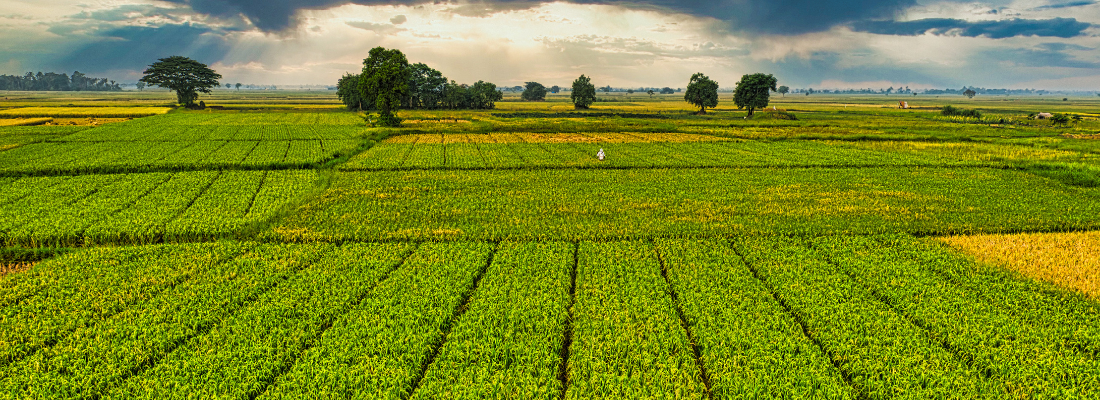 Rotação de Culturas: Estratégia para Aumentar a Produtividade e Preservar o Solo no Maranhão