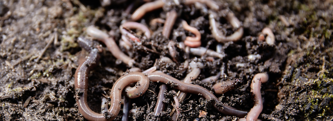 Vermicultura: A Magia dos Vermes no Agro