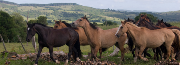 3 Cuidados Essenciais para Seus Cavalos em Tempos de Seca