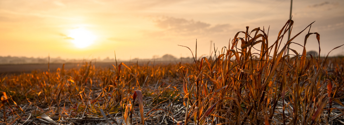 A Seca: Um Pesadelo para a Agricultura e Nosso Dia a Dia