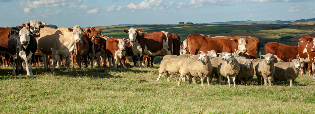 Avanços na Genética Animal: Melhorando a Pecuária Brasileira