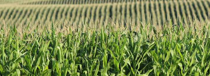 O Papel dos Grãos na Agricultura Brasileira: Desafios e Oportunidades