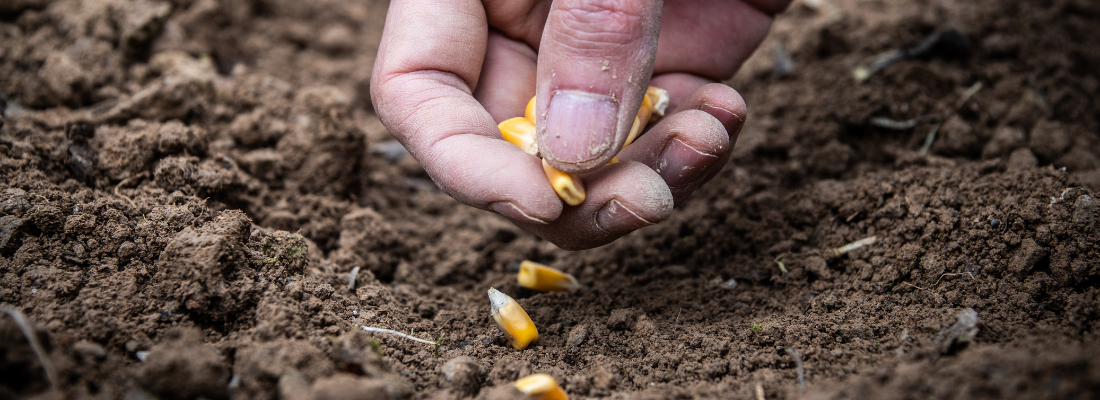 A Importância da Qualidade das Sementes para o Sucesso da Produção Agrícola