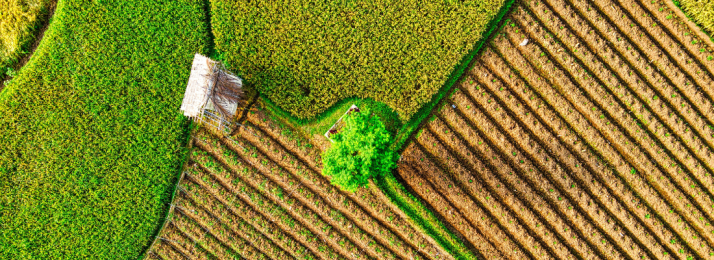 A Importância da Fertilização no Crescimento Saudável das Lavouras