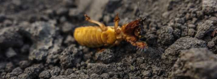 Manejo Integrado de Pragas (MIP): A Solução Inteligente para Controlar Infestações nas Lavouras