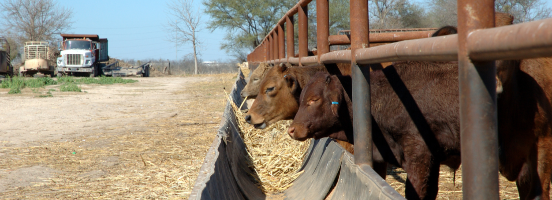 As Oportunidades e Desafios da Exportação de Carne Brasileira