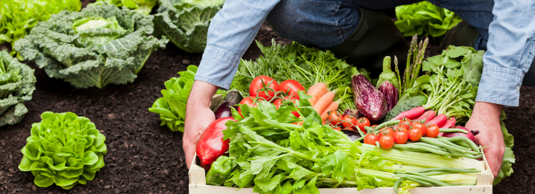 A Importância da Produção de Alimentos Orgânicos no Brasil