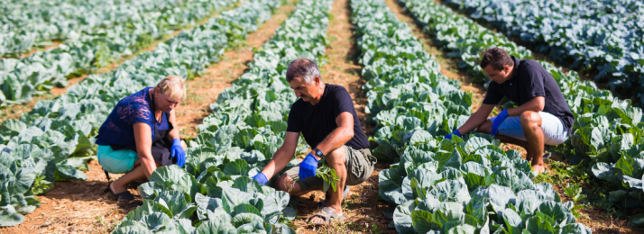 O Crescimento da Agricultura Familiar no Brasil e Seu Impacto Econômico