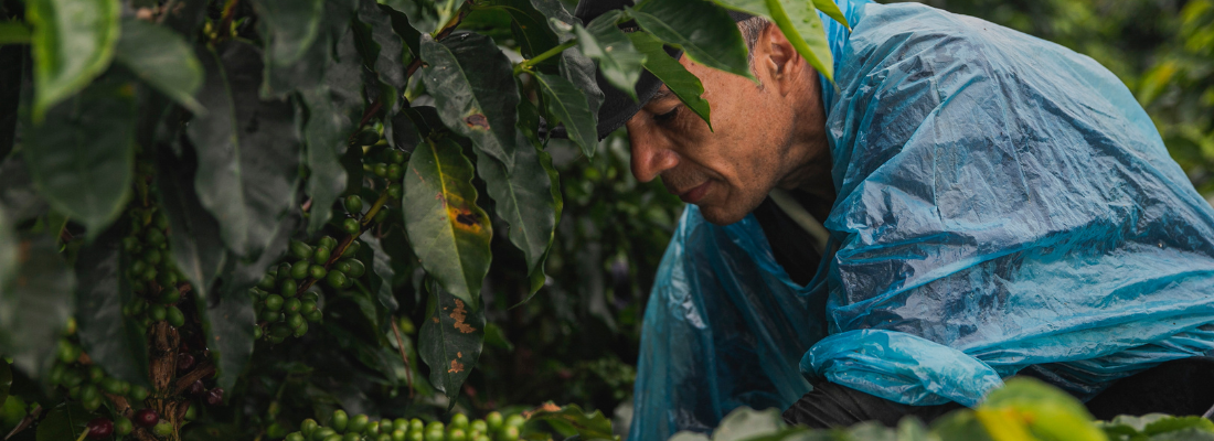 A Sustentabilidade na Produção de Café no Brasil