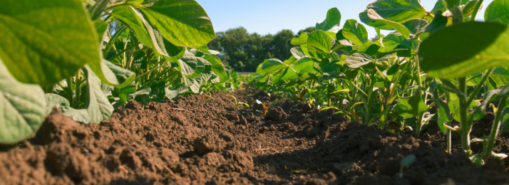 Desafios e Oportunidades no Cultivo de Soja no Cerrado