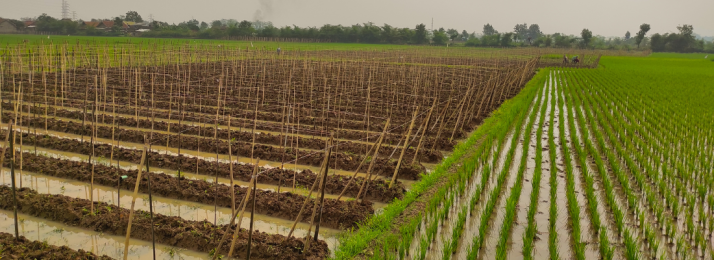 O Papel do Arroz na Segurança Alimentar do Brasil