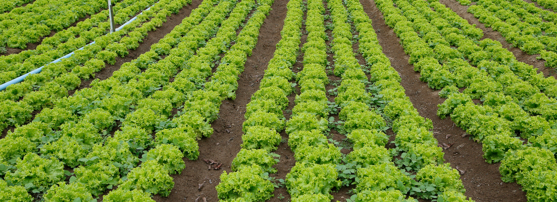 O Potencial do Maranhão para a Produção Agrícola Sustentável