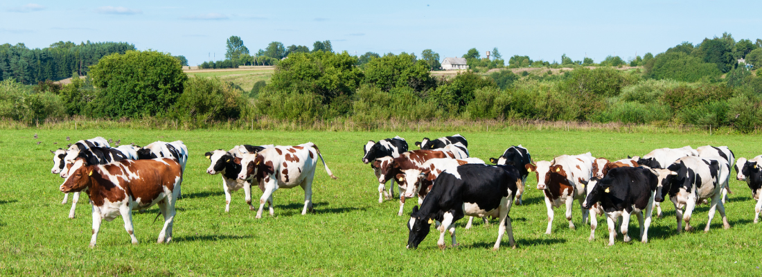 Alimentação Animal no Agronegócio Brasileiro – Tendências e Tecnologias para Melhorar a Nutrição