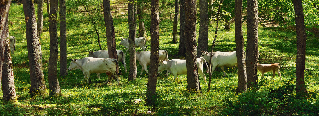 O Impacto da Integração Lavoura-Pecuária-Floresta no Agronegócio Brasileiro