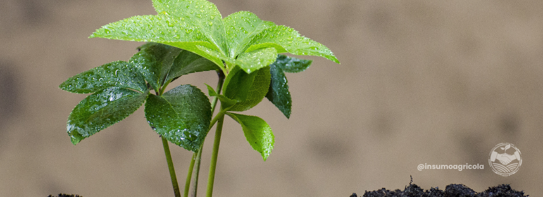 O Papel dos Bioinsumos no Agronegócio: Vantagens e Perspectivas para o Futuro