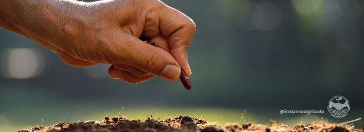 A Evolução do Mercado de Sementes no Brasil: Desafios e Oportunidades para Produtores