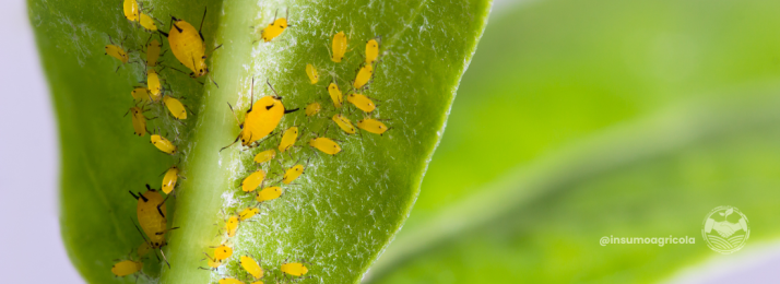 A Importância do Controle de Pragas no Cultivo de Soja: Estratégias e Desafios