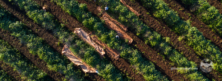 Como as Culturas Perenes Impactam o Agronegócio Brasileiro