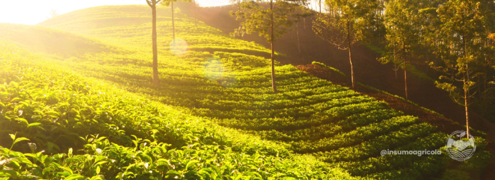 Agroturismo no Brasil: Um Mercado em Crescimento no Agronegócio