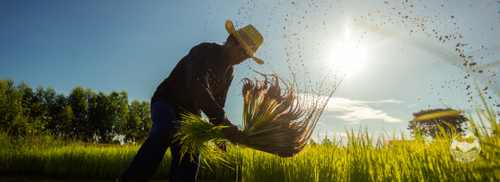 Como Aumentar a Rentabilidade com Boas Práticas Agrícolas