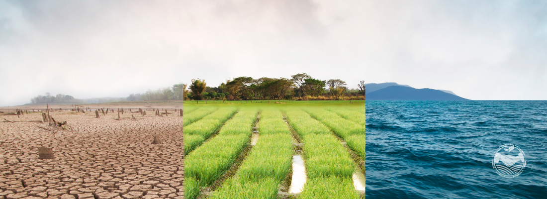 Como o Clima Afeta a Produção Agrícola: Estratégias para Superar Adversidades