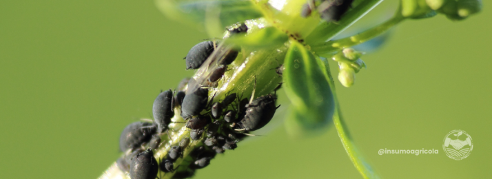 O Papel da Biotecnologia no Controle de Pragas no Agronegócio