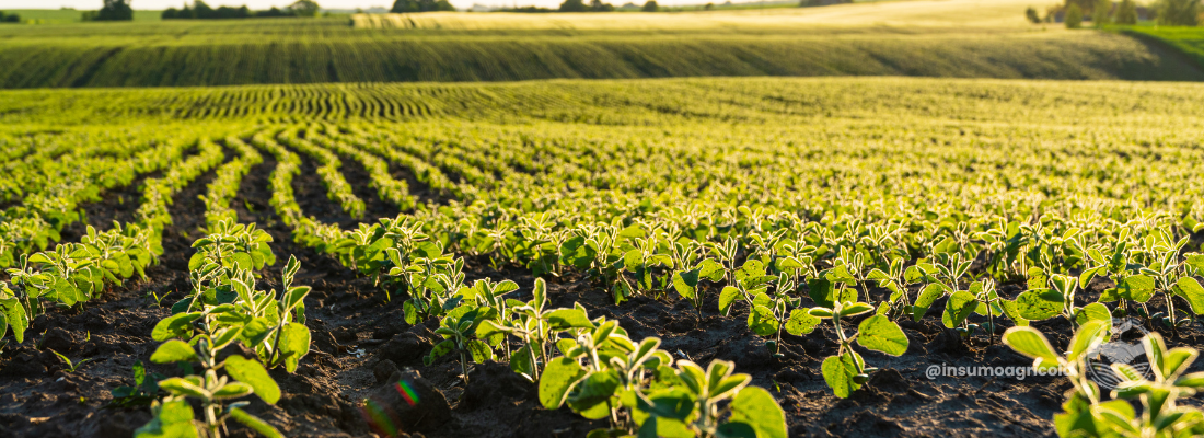 A Revolução das Culturas de Baixo Custo: O Futuro da Produção Agropecuária