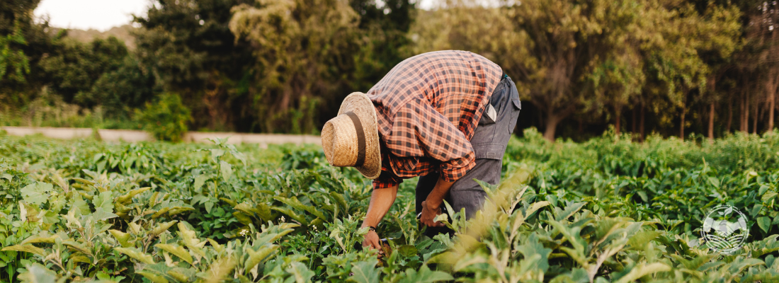 Agricultura de Baixo Carbono: A Revolução Sustentável no Campo