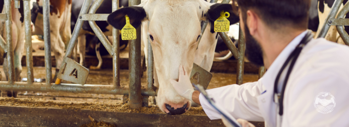 A Importância da Sanidade Animal no Sucesso do Agronegócio