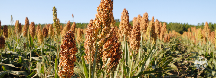 Cultivo de Sorgo: Uma Alternativa Versátil no Agronegócio