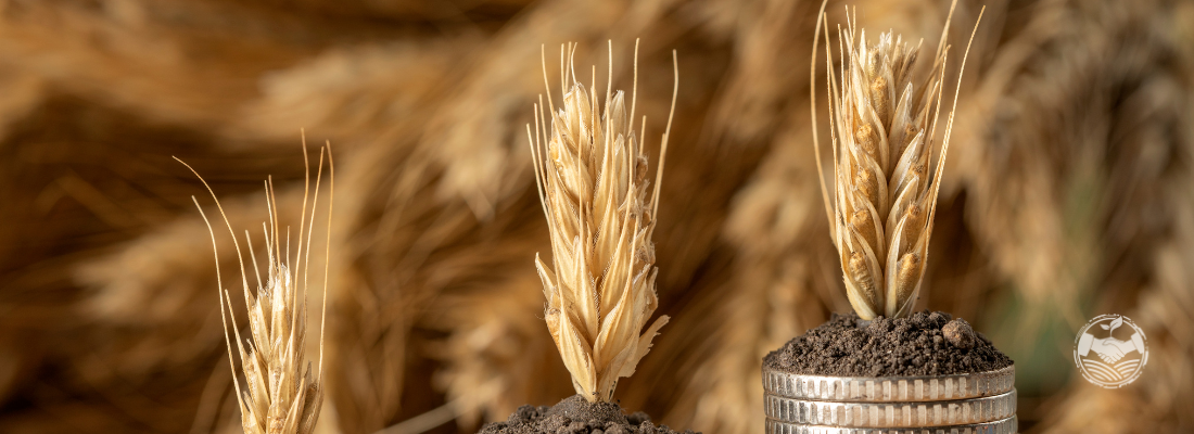 Como Atrair Investidores para Projetos de Agronegócio no Maranhão