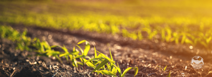 A Importância dos Micronutrientes no Desenvolvimento de Culturas Agrícolas