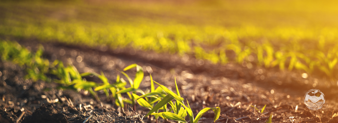 A Importância dos Micronutrientes no Desenvolvimento de Culturas Agrícolas